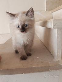 Gattino persisno