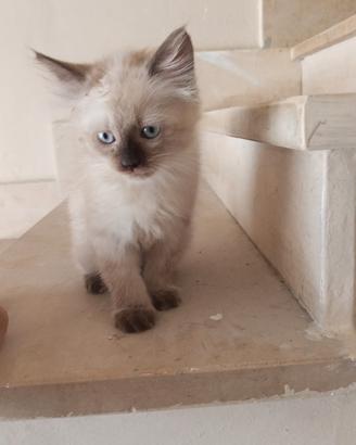 Gattino persisno