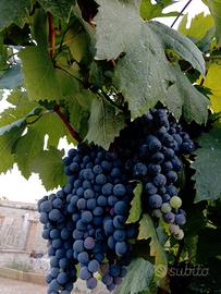 uva da vino rossa o bianca 