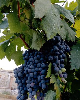uva da vino rossa o bianca 