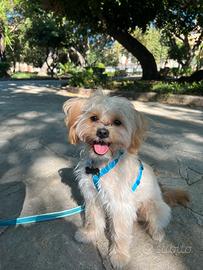 Maltipoo per accoppiamento