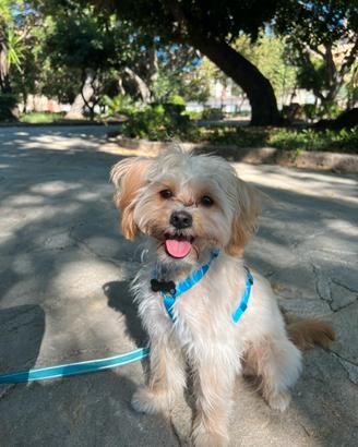 Maltipoo per accoppiamento