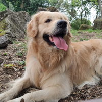 Golden retriever per monta