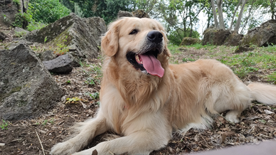 Golden retriever per monta