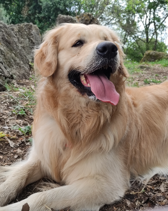 Golden retriever per monta