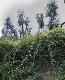 Terreno agricolo