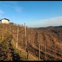 Potatore viti a guyot