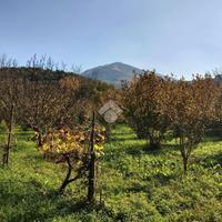 TER. AGRICOLO A SAN POTITO ULTRA