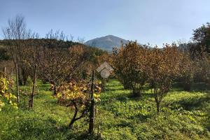 TER. AGRICOLO A SAN POTITO ULTRA