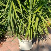 Tronchetti della felicità, varie taglie