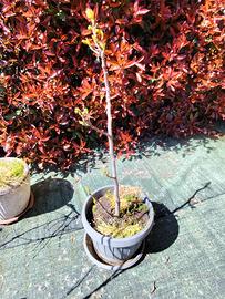 Pianta di fico portoghese