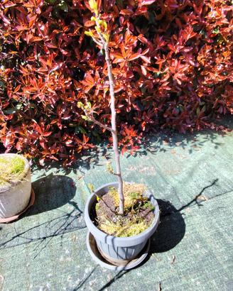 Pianta di fico portoghese