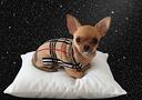 chihuahua-toy-maschio-3-mesi-raffaello