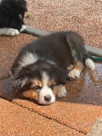 Border collie