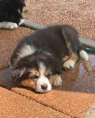 Border collie