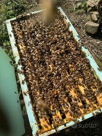 Sciami di api