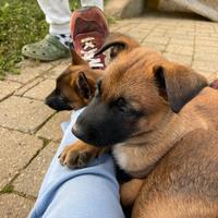 Pastore Belga Malinois