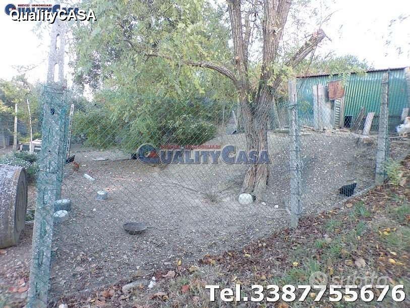 Terreno con ulivi e annesso a Morro D'Alba - Altro