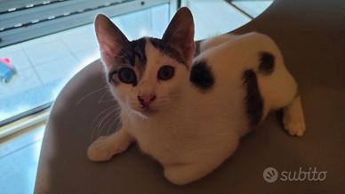 Gattina di 3-4 mesi