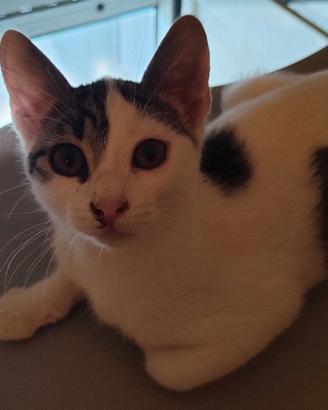 Gattina di 3-4 mesi