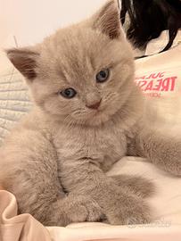 British Shorthair Lilac