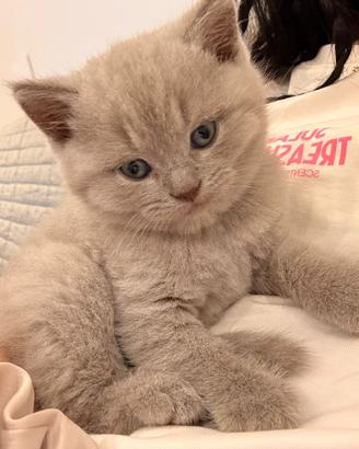 British Shorthair Lilac