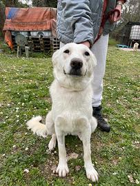 Cucciolona di taglia media da adottare