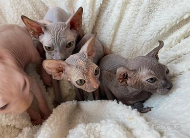 Sphynx