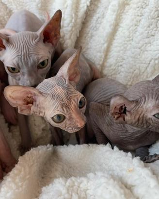 Sphynx