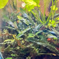 Cryptocorine per Acquario