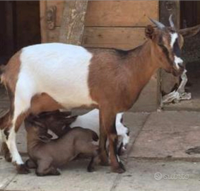 Caprette tibetana nana