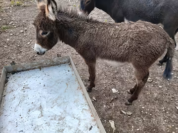 Asino cavallo