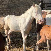 Puledra di 1 anno stupenda