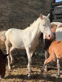 Puledra di 1 anno stupenda