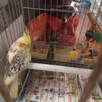 Calopsite allevata a mano