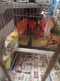 Calopsite allevata a mano