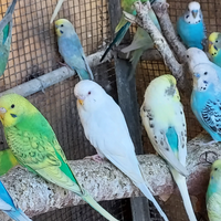 Cocorite selezionate 2025