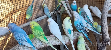 Cocorite selezionate 2025