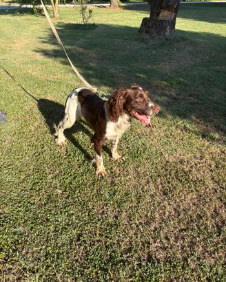 Springer spaniel cucciolo