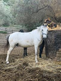 Pony maschio 1.38