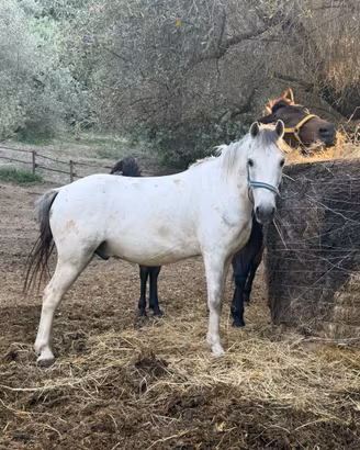 Pony maschio 1.38