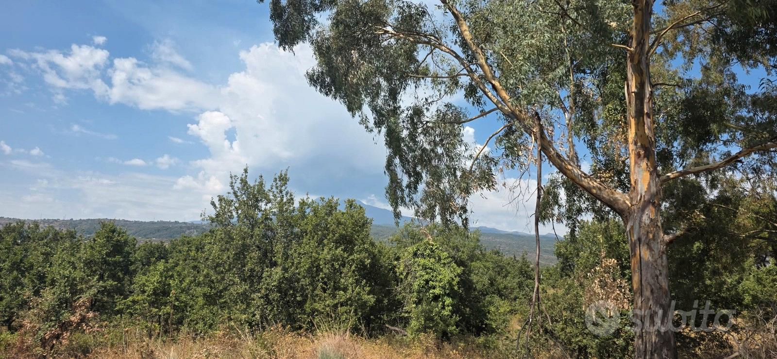 Piedimonte terreno agricolo mq. 23.387 - Vista 2