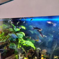 Guppy endler