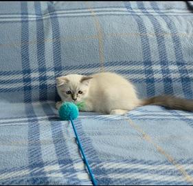 Ultimo gattino sacro di birmania con pedigree