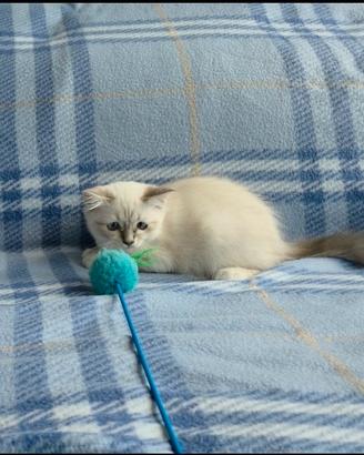 Ultimo gattino sacro di birmania con pedigree