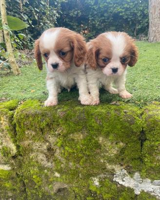 Cavalier KIng cuccioli