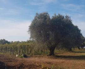 Terreno agricolo a Lanuvio