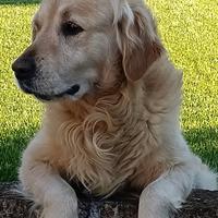 Vendita cuccioli Golden retriever con pedigree