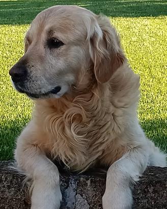 Vendita cuccioli Golden retriever con pedigree