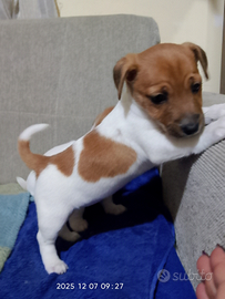 Cuccioli Jack Russell